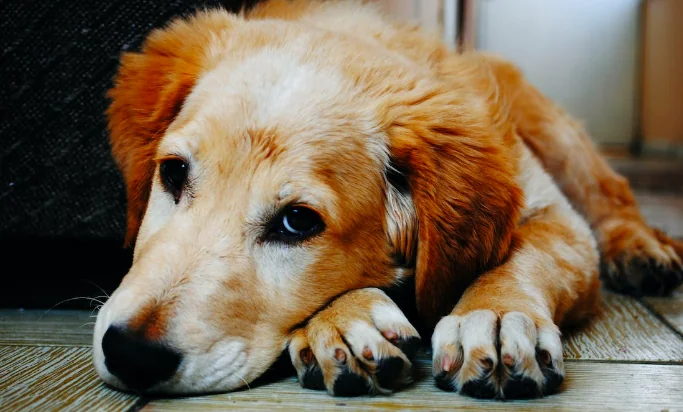 Salvato un cane tenuto alla catena